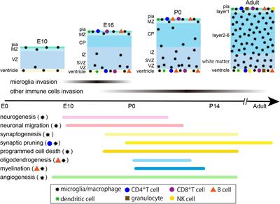 Role of the Immune System in the Development of the Central Nervous System